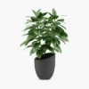 Ficus Plant