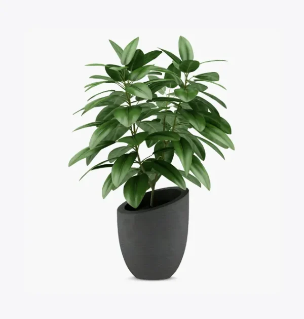 Ficus Plant