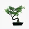 Bonsai Tree