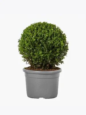 Mini Shrub