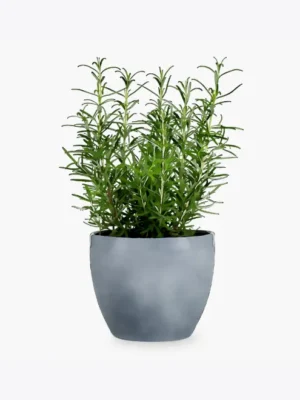 product-image-5_optimized Rosemary Plant